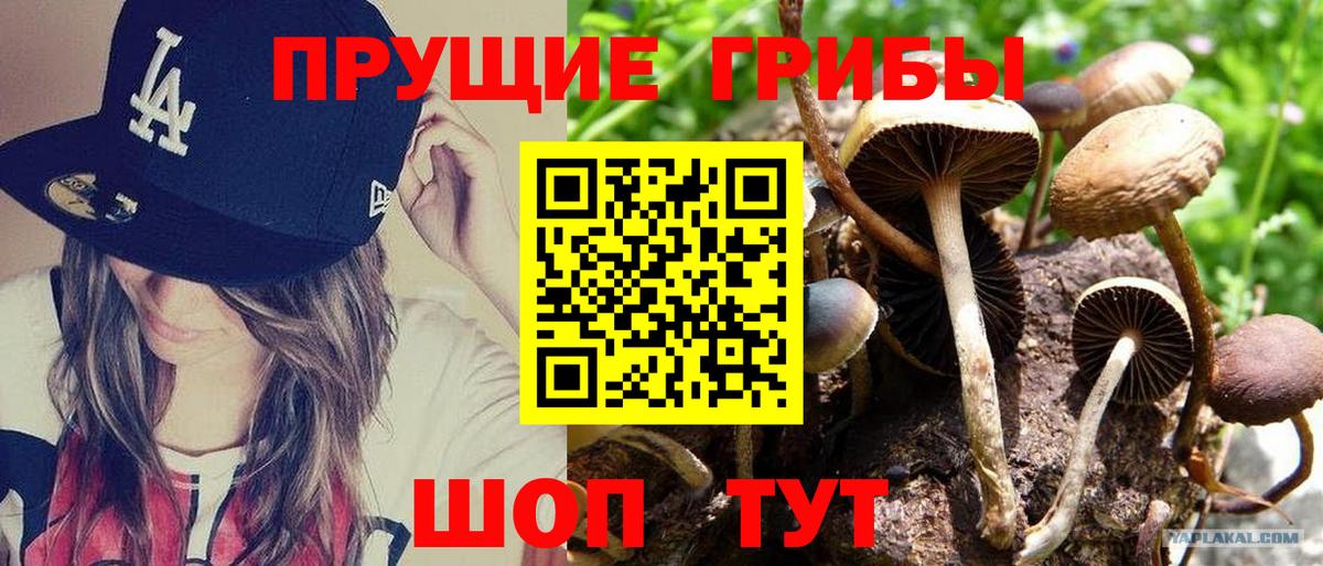 Псилоцибиновые грибы мицелий Ефремов